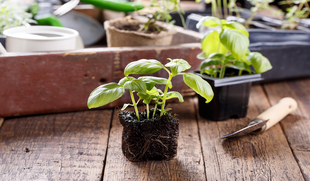 Planta tu propio huerto y conoce su valor terapéutico