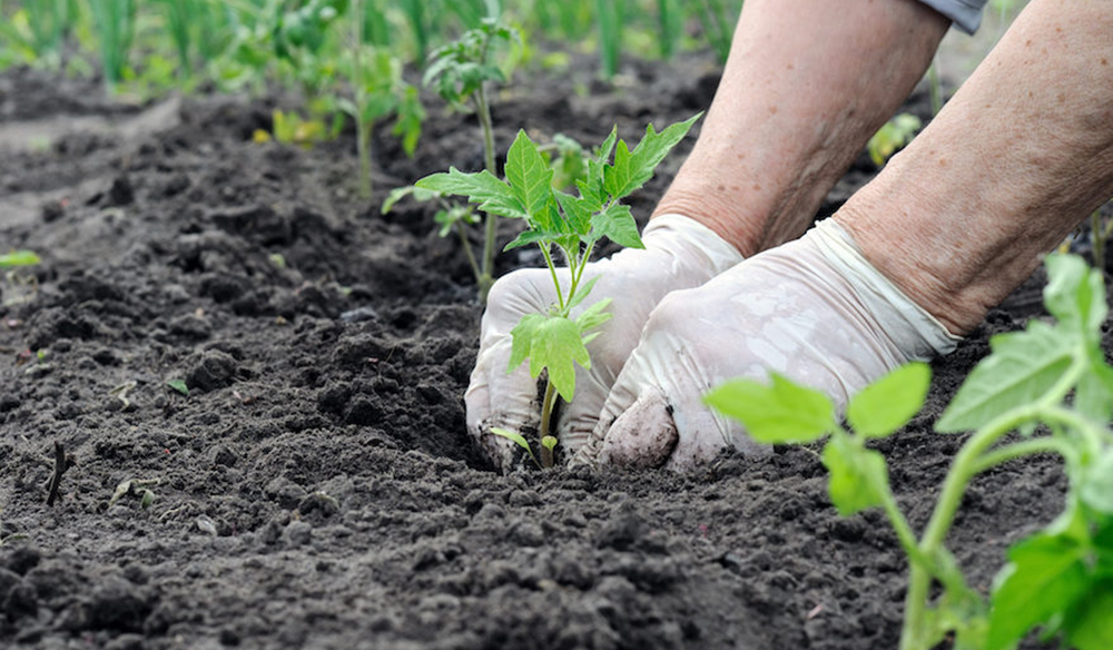 Agricultura rotación