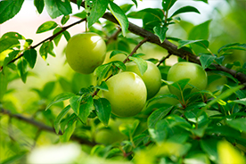 Cultivo ecológico de ciruelas verdes