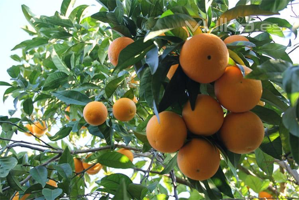 Agricultura ecológica de naranjas