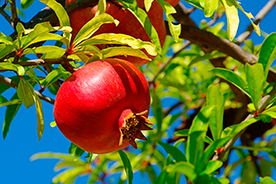 Agricultura ecologica de granadas