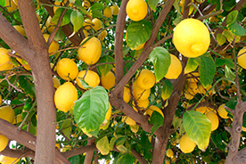 Cultivo ecológico de limones