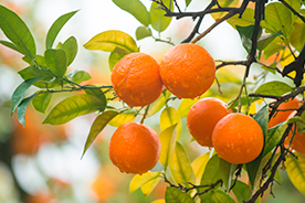 Agricultura ecológica de mandarinas