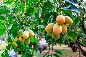 Cultivo ecológico de mangos