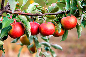 Agricultura ecológica de manzanas