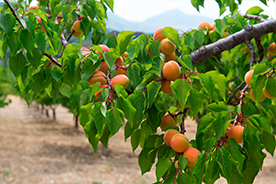 Agricultura ecológica de melocotones