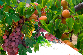 Agricultura ecológica de melocotones y uvas