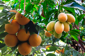 Agricultura ecológica de naranjas y mangos