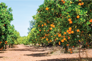 Compromiso con el control de calidad de nuestros productos y procesos productivos, garantizando la protección de recursos naturales y de la biodiversidad.