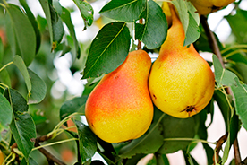 Agricultura ecológica de peras