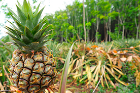 Agricultura ecológica de piñas