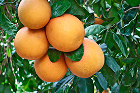 Agricultura ecológica de pomelos