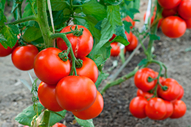 Cultivo ecológico de tomates